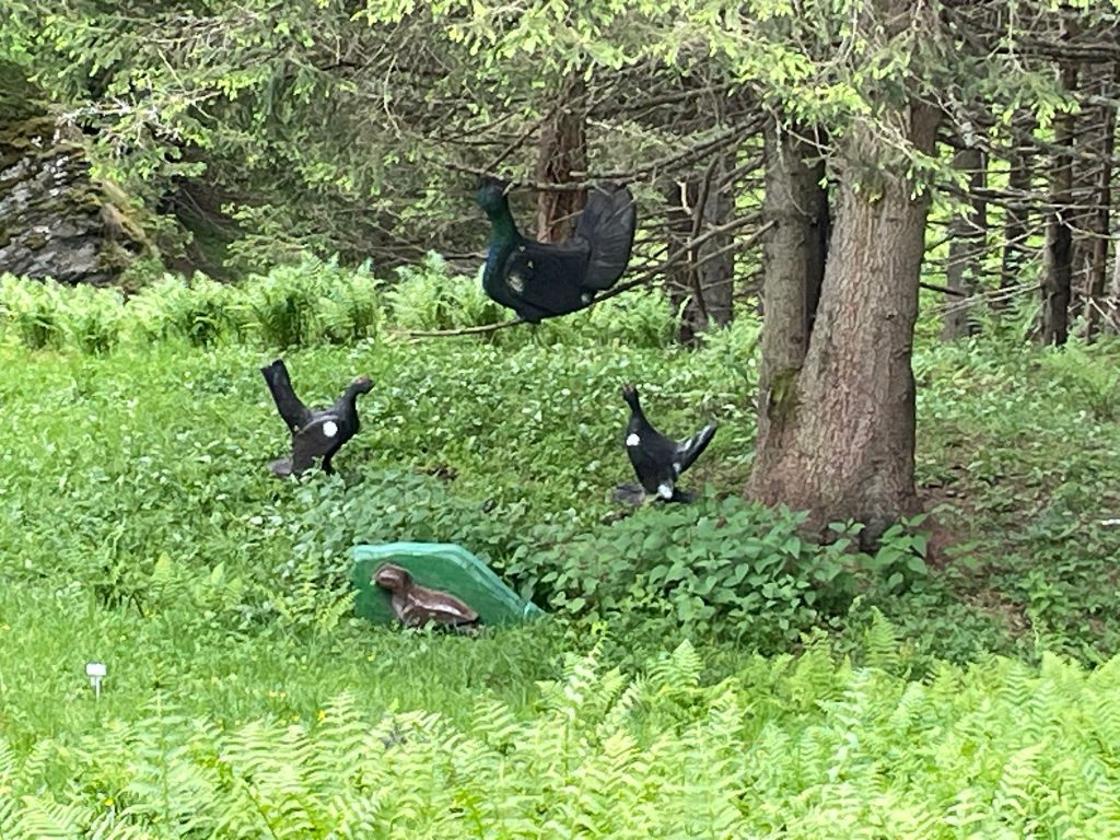 Bogenschütze spannt Jagdbogen auf grünem 3D-Parcours im Raurisertal vor Bergkulisse